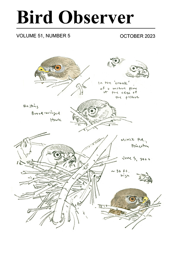 Broad-winged Hawk by William E. Davis, Jr.